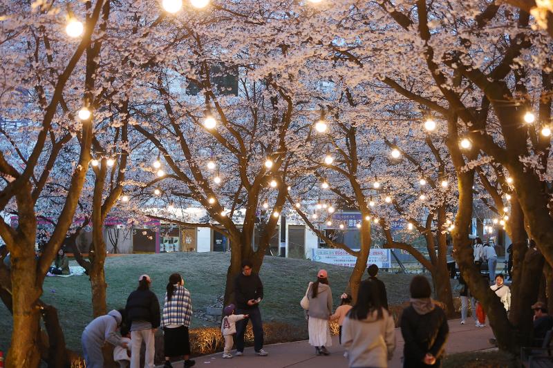 의왕시청 벚꽃 야경